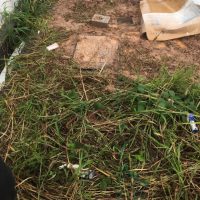 Omegatrends_JadeHills032